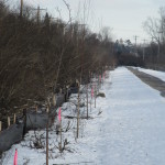 Newly planted trees donated by Zoellners Nursery